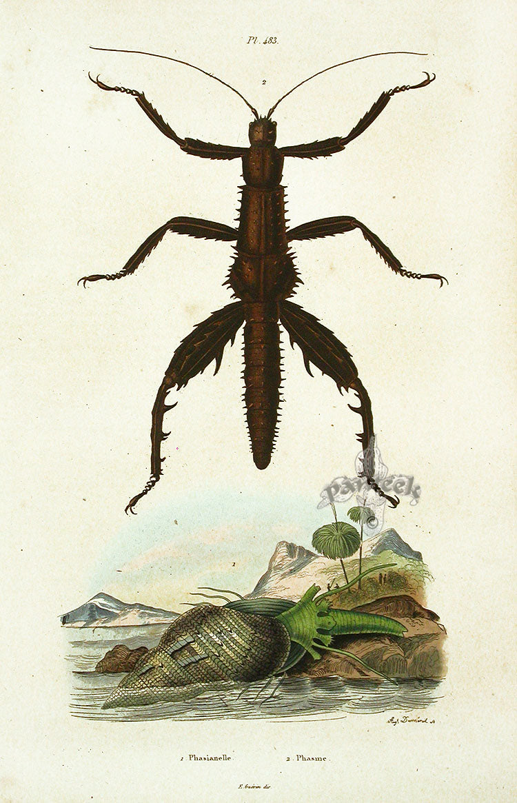 Guerin Hand Colored Antique Prints Phasme