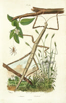 Guerin Hand Colored Antique Prints Phasmes - Panteek Antique Prints