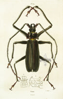 Guerin Hand Colored Antique Prints Prione - Panteek Antique Prints