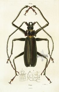 Guerin Hand Colored Antique Prints Prione - Panteek Antique Prints