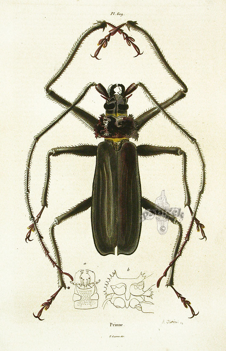 Guerin Hand Colored Antique Prints Prione