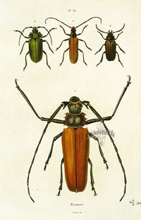 Guerin Hand Colored Antique Prints Priones - Panteek Antique Prints