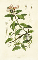 Guerin Hand Colored Antique Prints Proscopie - Panteek Antique Prints