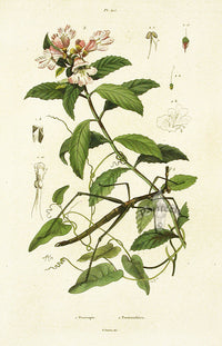 Guerin Hand Colored Antique Prints Proscopie - Panteek Antique Prints