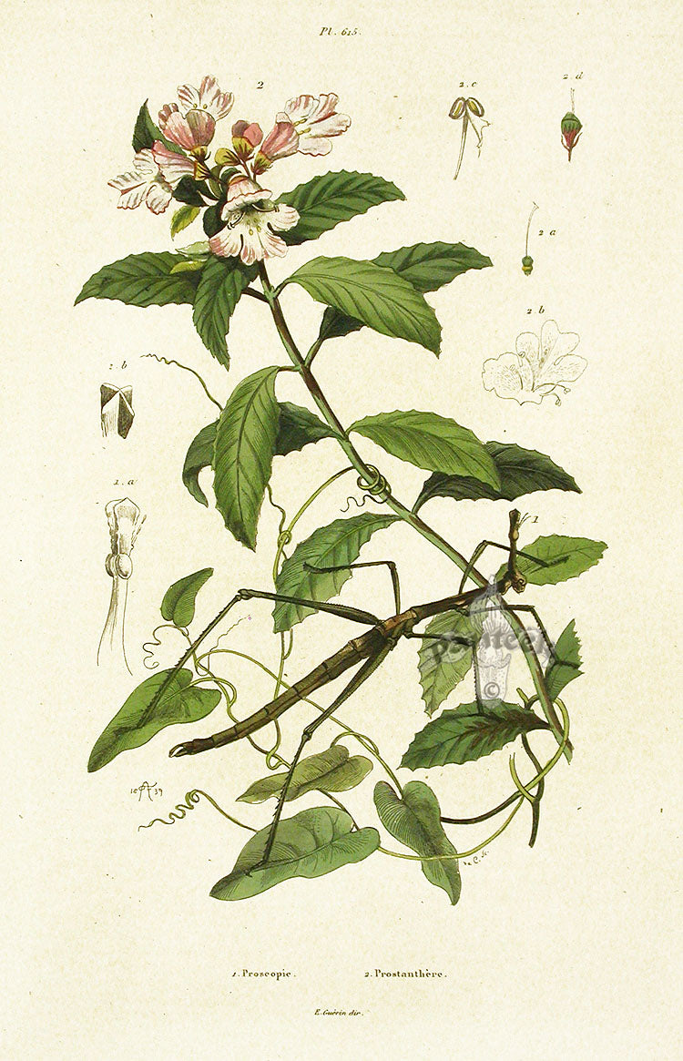 Guerin Hand Colored Antique Prints Proscopie