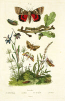 Guerin Hand Colored Antique Prints Red Underwing Moth - Panteek Antique Prints