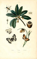 Guerin Hand Colored Antique Prints Satyres Butterfly - Panteek Antique Prints