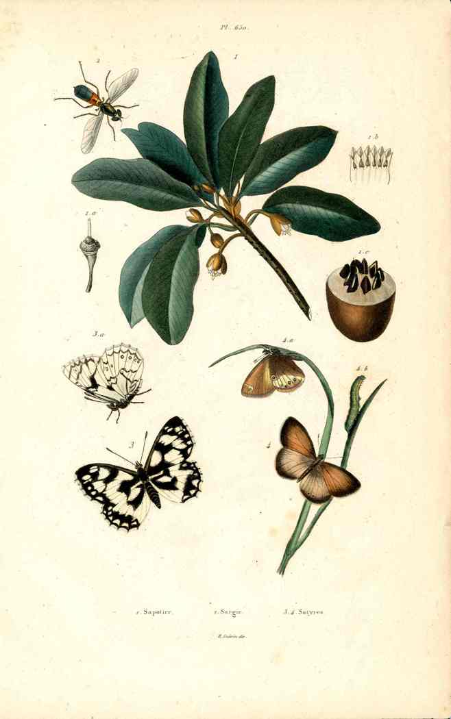Guerin Hand Colored Antique Prints Satyres Butterfly