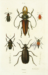 Guerin Hand Colored Antique Prints Six Priones - Panteek Antique Prints