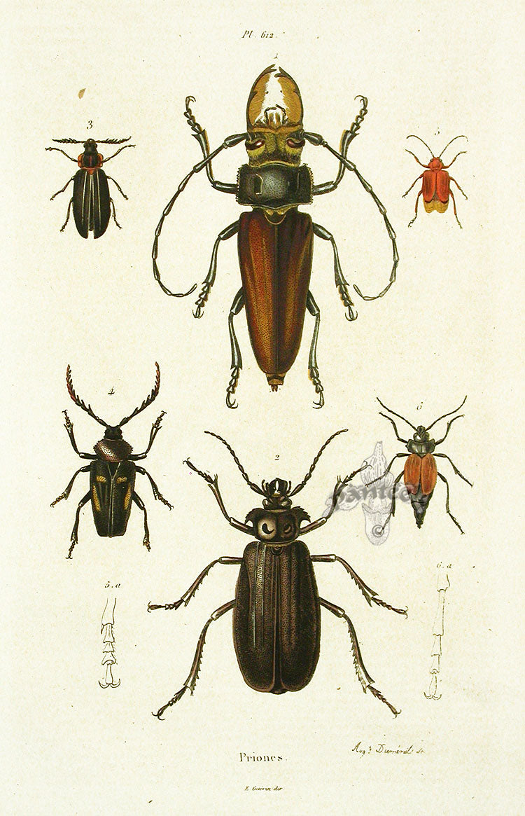 Guerin Hand Colored Antique Prints Six Priones