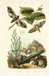 Guerin Hand Colored Antique Prints Smerinthes Moth - Panteek Antique Prints