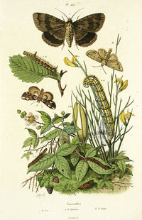 Guerin Hand Colored Antique Prints Spectre Moth - Panteek Antique Prints