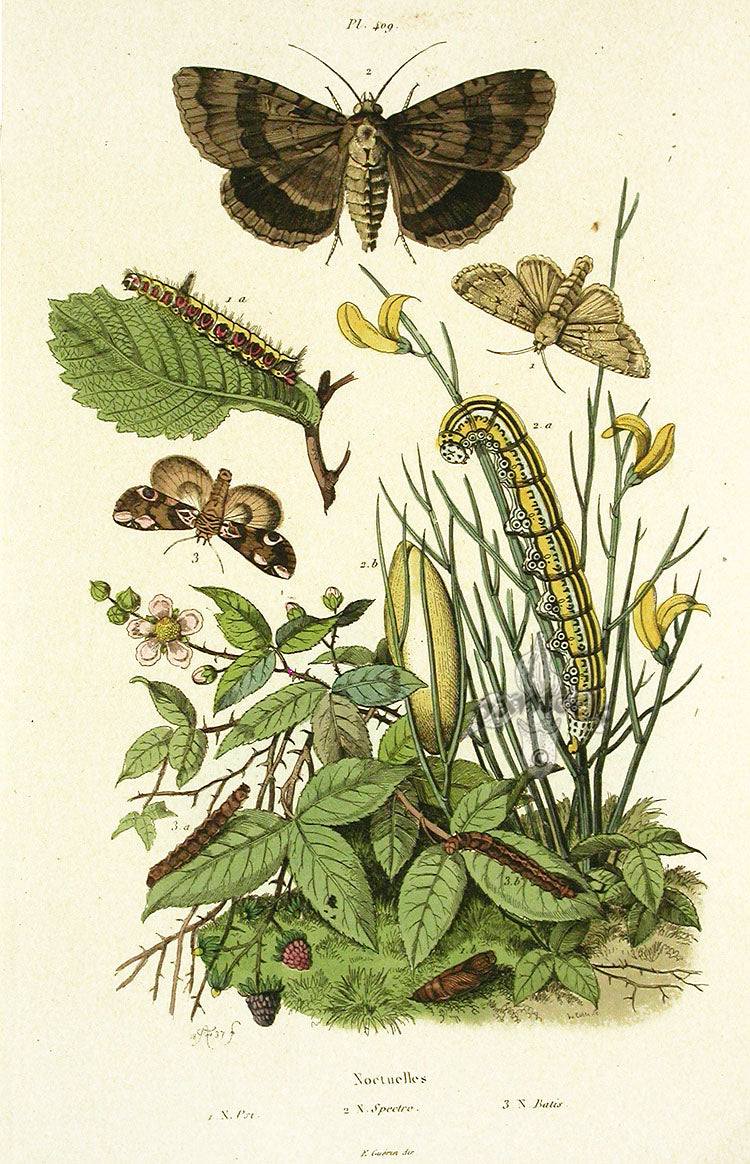 Guerin Hand Colored Antique Prints Spectre Moth
