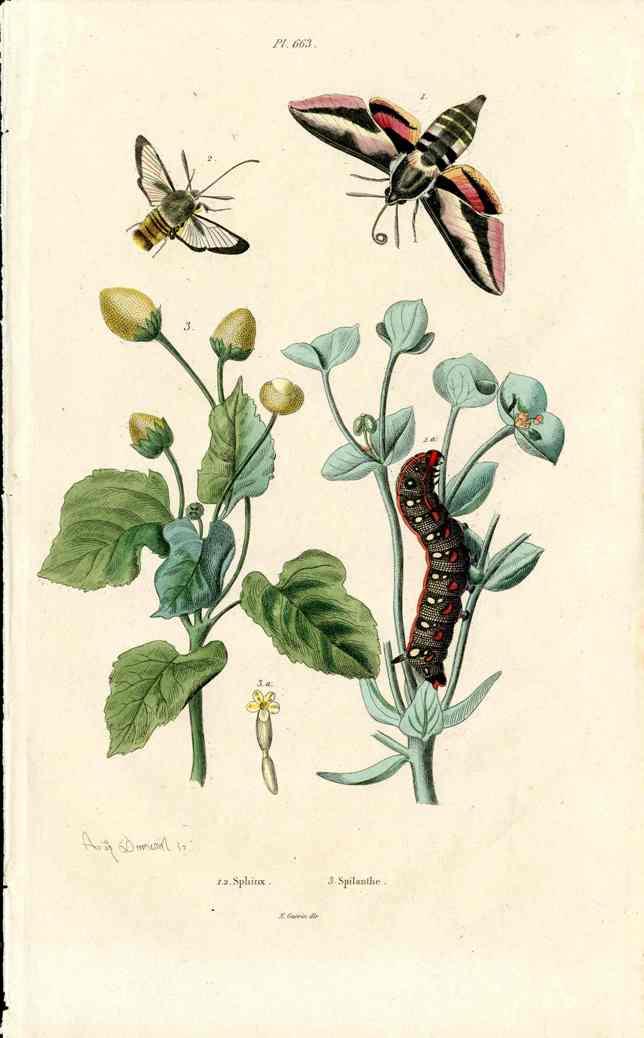 Guerin Hand Colored Antique Prints Sphinx Moth
