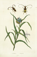 Guerin Hand Colored Antique Prints Tradescantie - Panteek Antique Prints