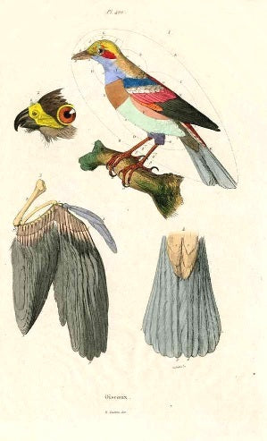 Guerin-Meneville Bird Anatomy of Birds 1836