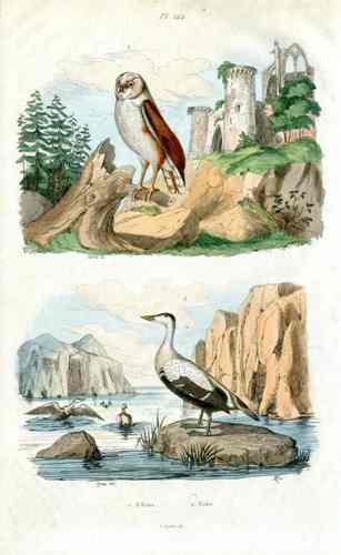 Guerin-Meneville Bird Barn Owl 1836