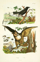 Guerin-Meneville Bird Black Drongo 1836 - Panteek Antique Prints