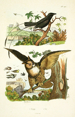 Guerin-Meneville Bird Black Drongo 1836