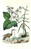 Guerin-Meneville Bird Catalpa 1836 - Panteek Antique Prints