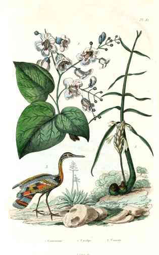 Guerin-Meneville Bird Catalpa 1836