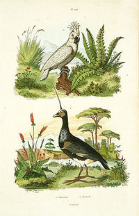 Guerin-Meneville Bird Cockatoo 1836 - Panteek Antique Prints