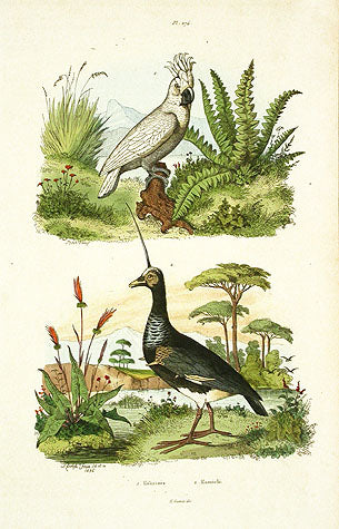 Guerin-Meneville Bird Cockatoo 1836