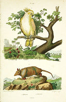 Guerin-Meneville Bird Cockatoo & Armadillo 1836 - Panteek Antique Prints