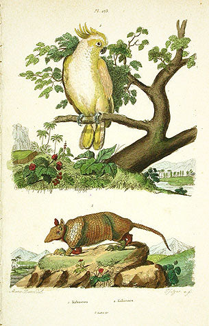 Guerin-Meneville Bird Cockatoo & Armadillo 1836