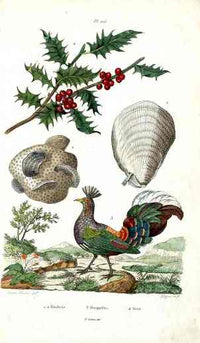 Guerin-Meneville Bird Crested Pheasant 1836 - Panteek Antique Prints