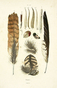 Guerin-Meneville Bird Feathers 1836 - Panteek Antique Prints