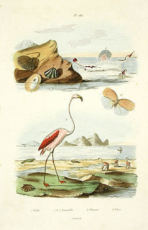 Guerin-Meneville Bird Flamingo 1836