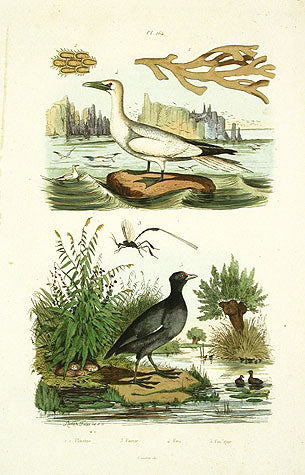 Guerin-Meneville Bird Foulque 1836