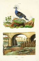 Guerin-Meneville Bird Goujon 1836 - Panteek Antique Prints