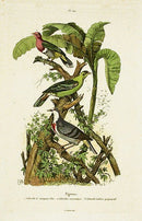 Guerin-Meneville Bird Green Pigeon 1836 - Panteek Antique Prints