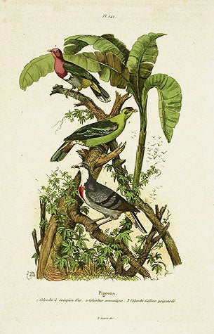 Guerin-Meneville Bird Green Pigeon 1836
