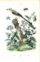 Guerin-Meneville Bird Grey Mockingbird 1836 - Panteek Antique Prints