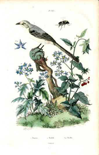 Guerin-Meneville Bird Grey Mockingbird 1836