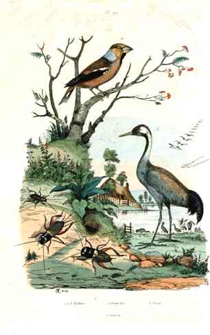 Guerin-Meneville Bird Grosbeak 1836