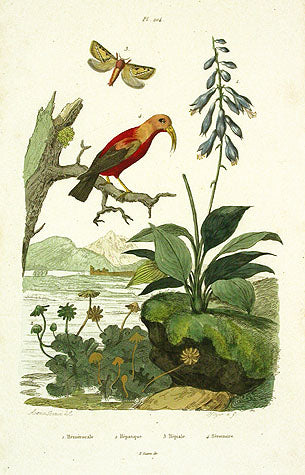 Guerin-Meneville Bird Herotoaire 1836
