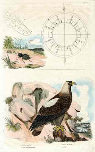 Guerin-Meneville Bird Imperial Eagle 1836