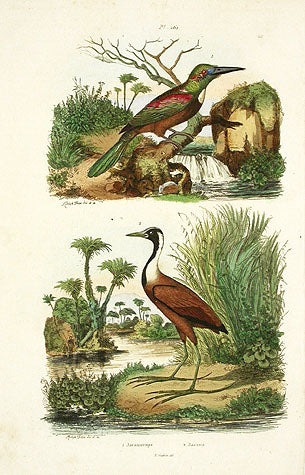 Guerin-Meneville Bird Jacana 1836