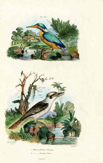 Guerin-Meneville Bird King Fisher 1836