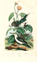 Guerin-Meneville Bird Kingfisher 1836 - Panteek Antique Prints