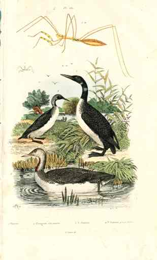 Guerin-Meneville Bird Loon 1836