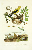 Guerin-Meneville Bird Loriot 1836 - Panteek Antique Prints
