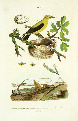 Guerin-Meneville Bird Loriot 1836