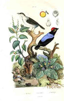 Guerin-Meneville Bird Manakin 1836 - Panteek Antique Prints