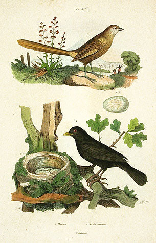 Guerin-Meneville Bird Merle 1836