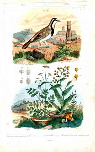 Guerin-Meneville Bird Mockingbird 1836
